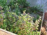 mature_oregon_grape