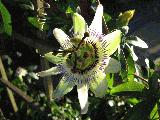 passion_flower