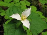 Trillium_low_Fstop_1600 Trillium_low_Fstop_1600
