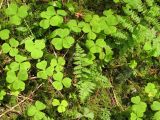 forest_floor_1 forest_floor_1