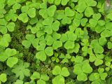 ireland_in_oregon ireland_in_oregon