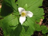 trillium_pic_decent trillium_pic_decent