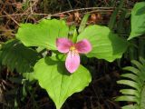 trillium_pic_decent_fucshia_1600 trillium_pic_decent_fucshia_1600