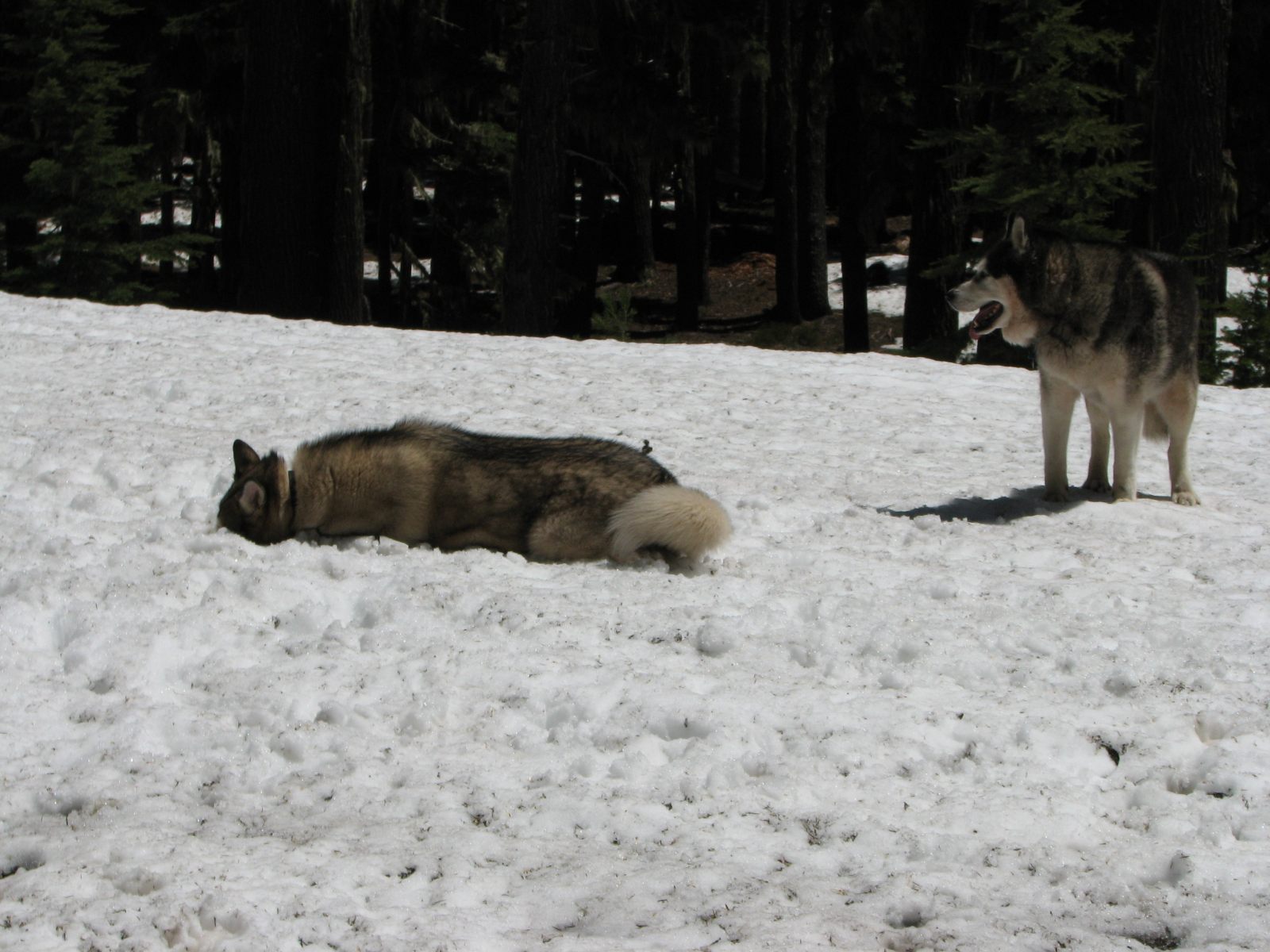 07_Rory_digs_for_buried_treasure_as_Tag_looks_on