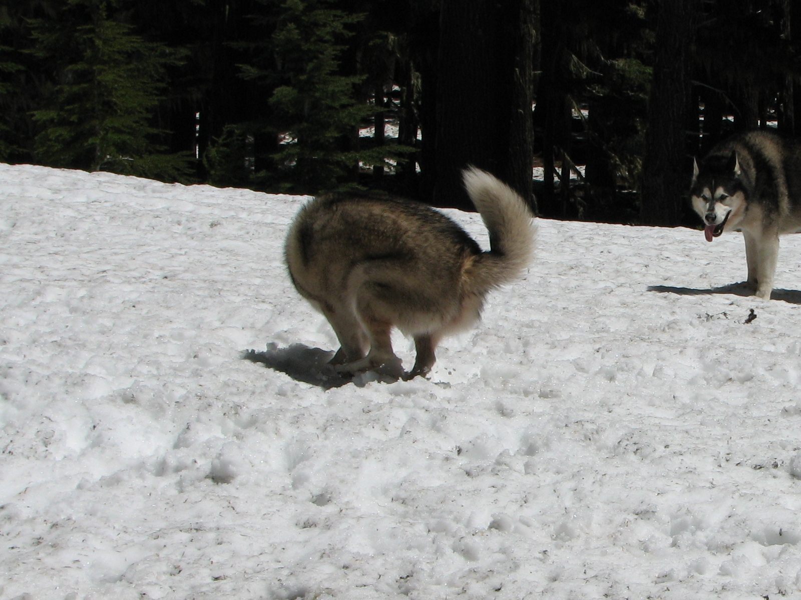 08_Rory_does_the_happy_snow_dance 08_Rory_does_the_happy_snow_dance