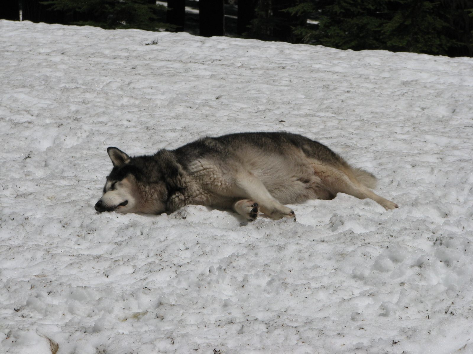 13_Tag_becomes_one_with_the_snow