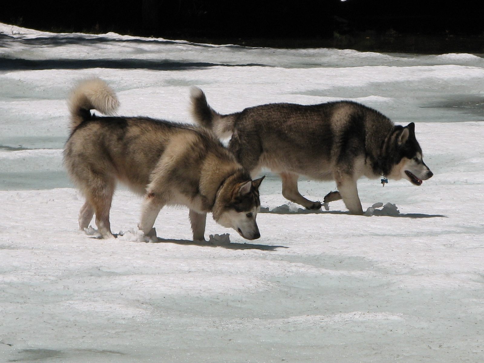 15_Tag_and_Rory_walk_on_frozen_pond 15_Tag_and_Rory_walk_on_frozen_pond