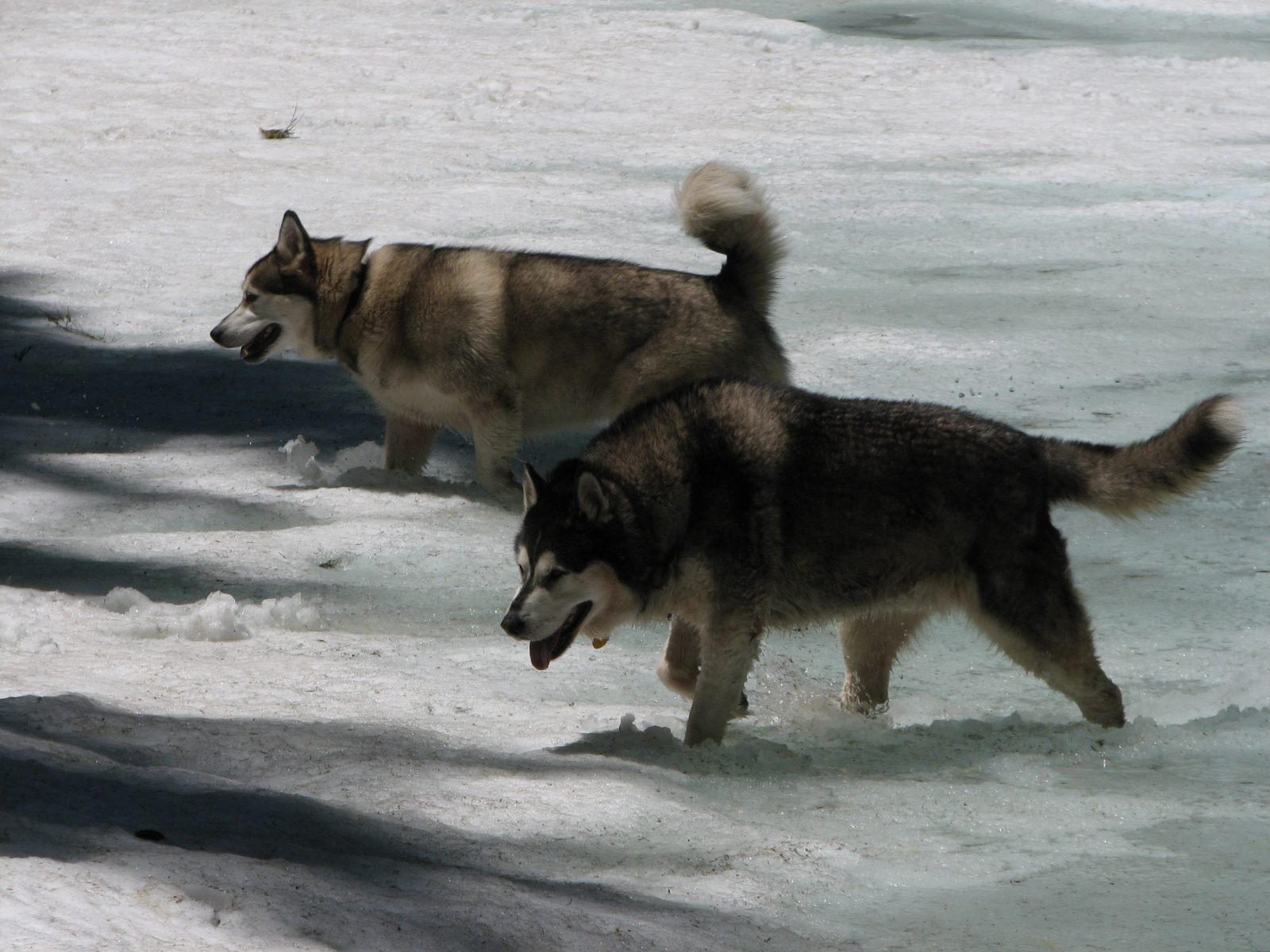17_Happy_dogs 17_Happy_dogs