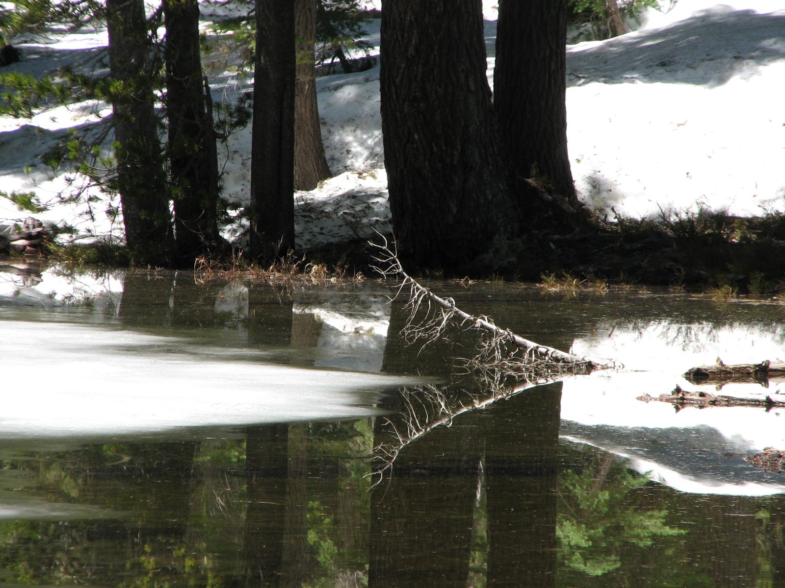 21_Mirror_pond_detail 21_Mirror_pond_detail