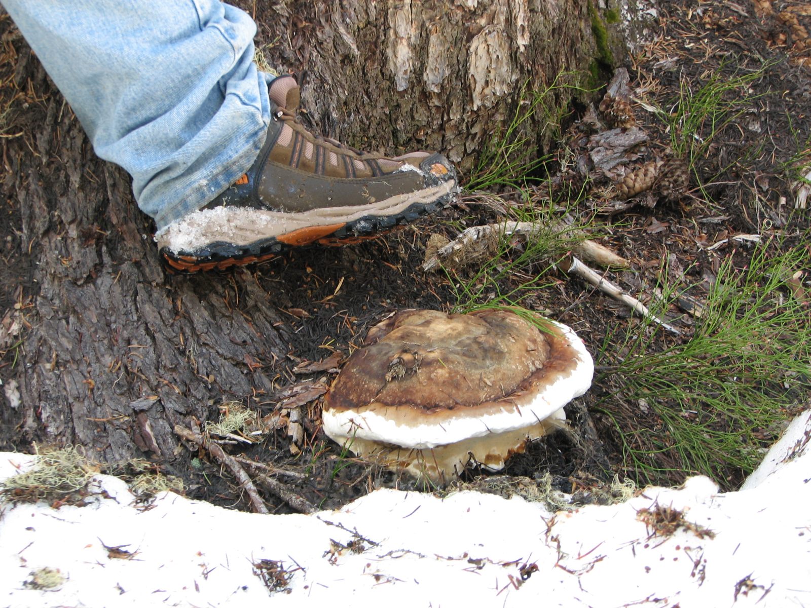 23_Pita_sandwich_fungus 23_Pita_sandwich_fungus