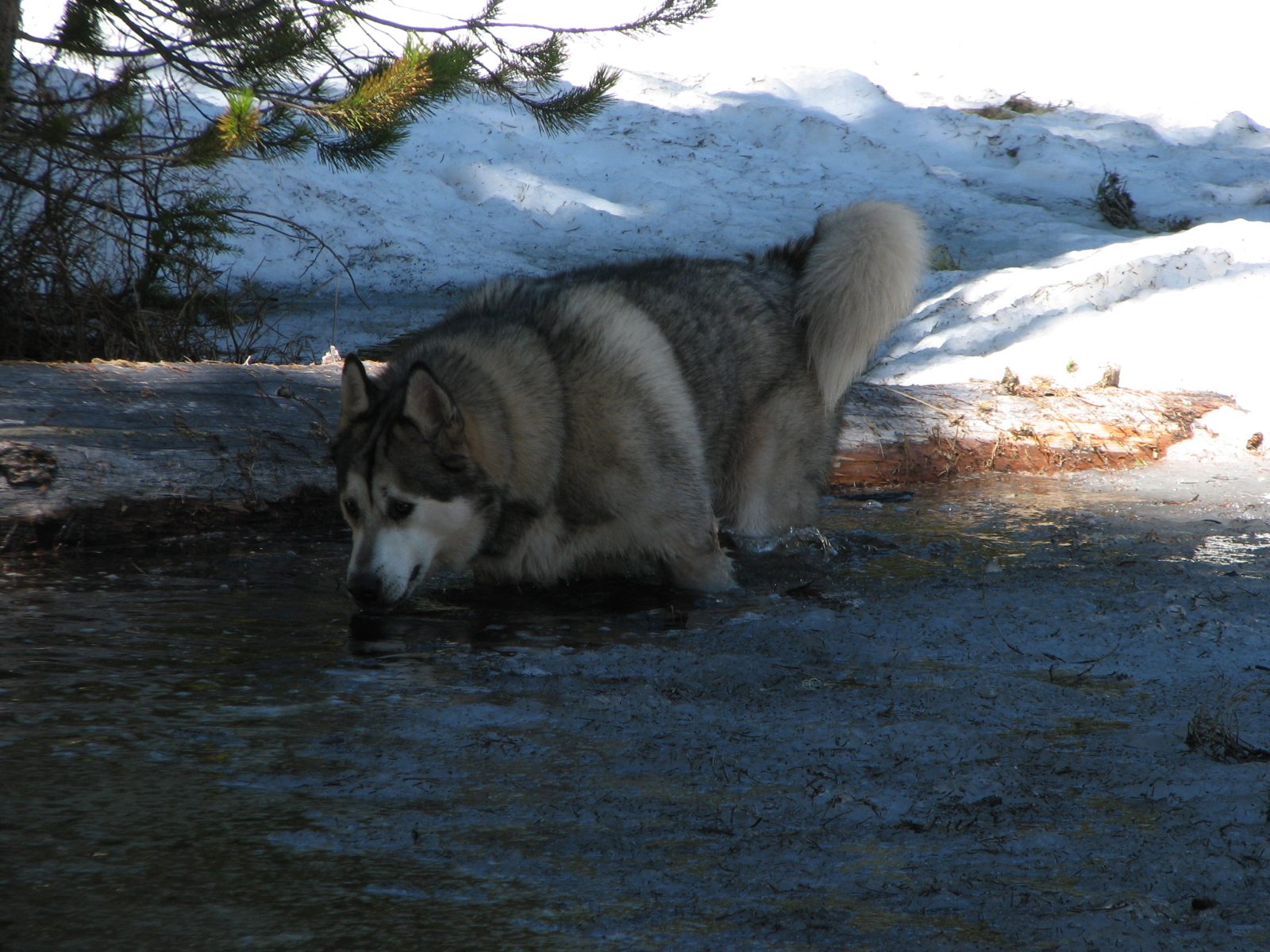 26_Princess_enjoys_fresh_cold_water 26_Princess_enjoys_fresh_cold_water