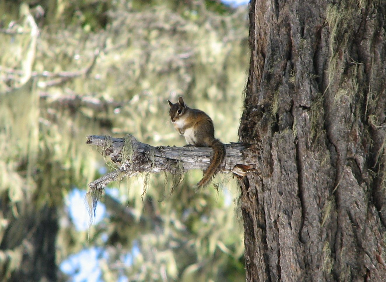 38_Chipmunk_detail 38_Chipmunk_detail