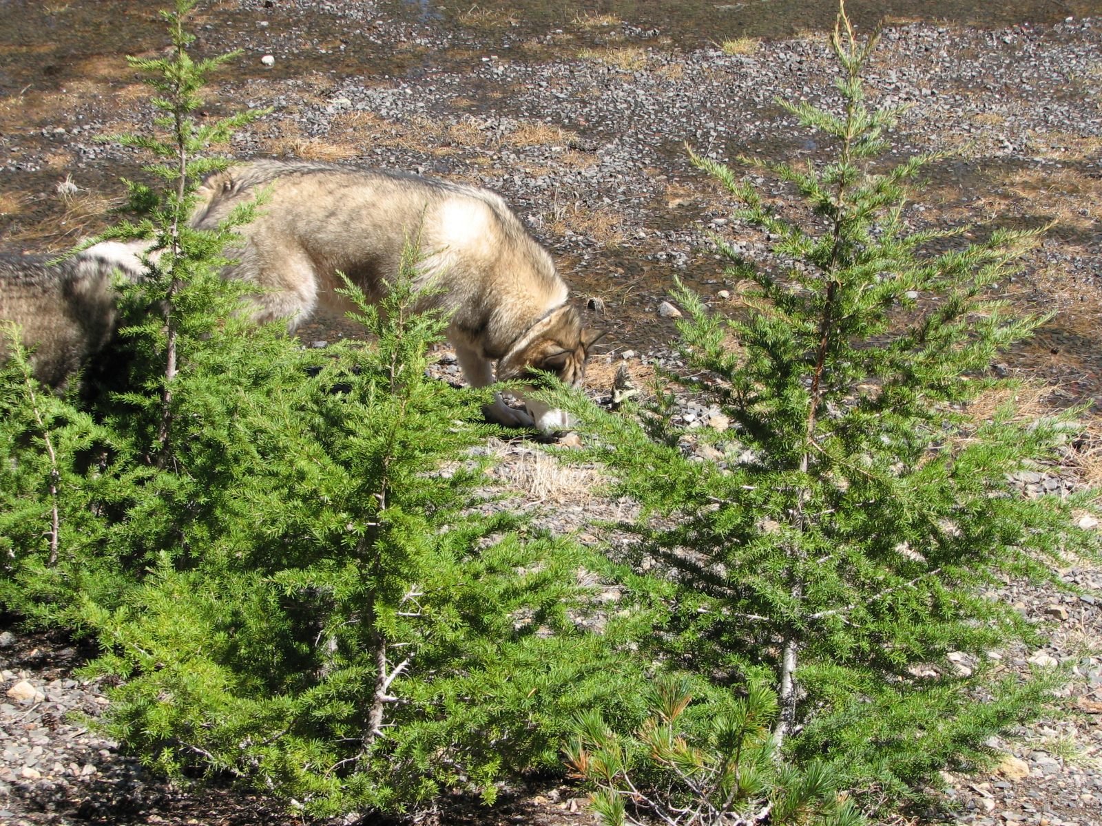 39_Where_other_dogs_have_been 39_Where_other_dogs_have_been