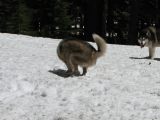 08 Rory does the happy snow dance 08 Rory does the happy snow dance