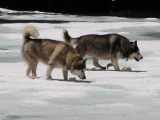 15 Tag and Rory walk on frozen pond 15 Tag and Rory walk on frozen pond