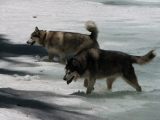 17 Happy dogs 17 Happy dogs