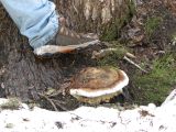 23 Pita sandwich fungus 23 Pita sandwich fungus