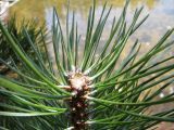 28 Chopped pine close-up 28 Chopped pine close-up