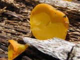 32 Orange custrard fungus-Possibly Tremella mesenterica 32 Orange custrard fungus-Possibly Tremella mesenterica