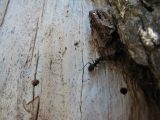 33 Carpenter ant at work 33 Carpenter ant at work