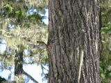 35 Tiny chipmunk 1 35 Tiny chipmunk 1