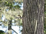36 Tiny chipmunk 2 36 Tiny chipmunk 2