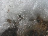 41 Air trapped in ice 41 Air trapped in ice