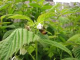 13 Pollination 1 13 Pollination 1