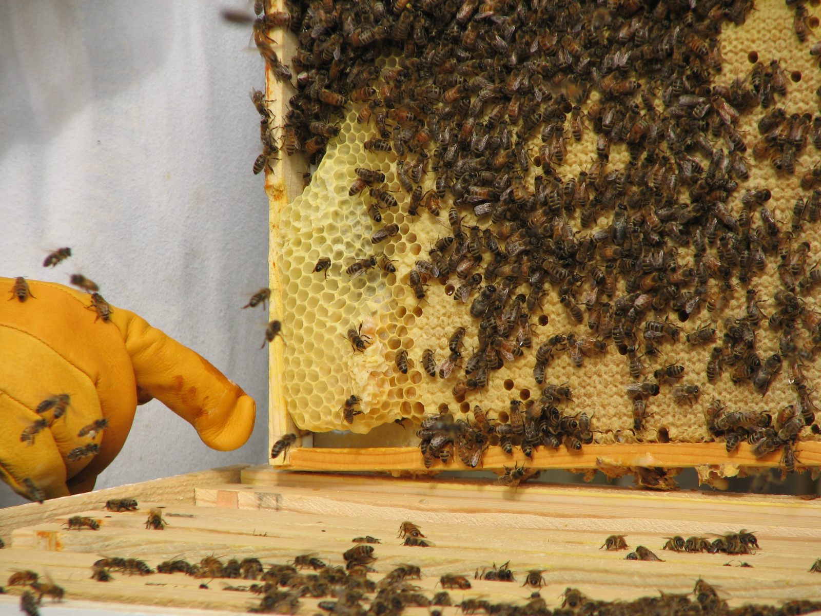 33_Pupae_pockets 33_Pupae_pockets