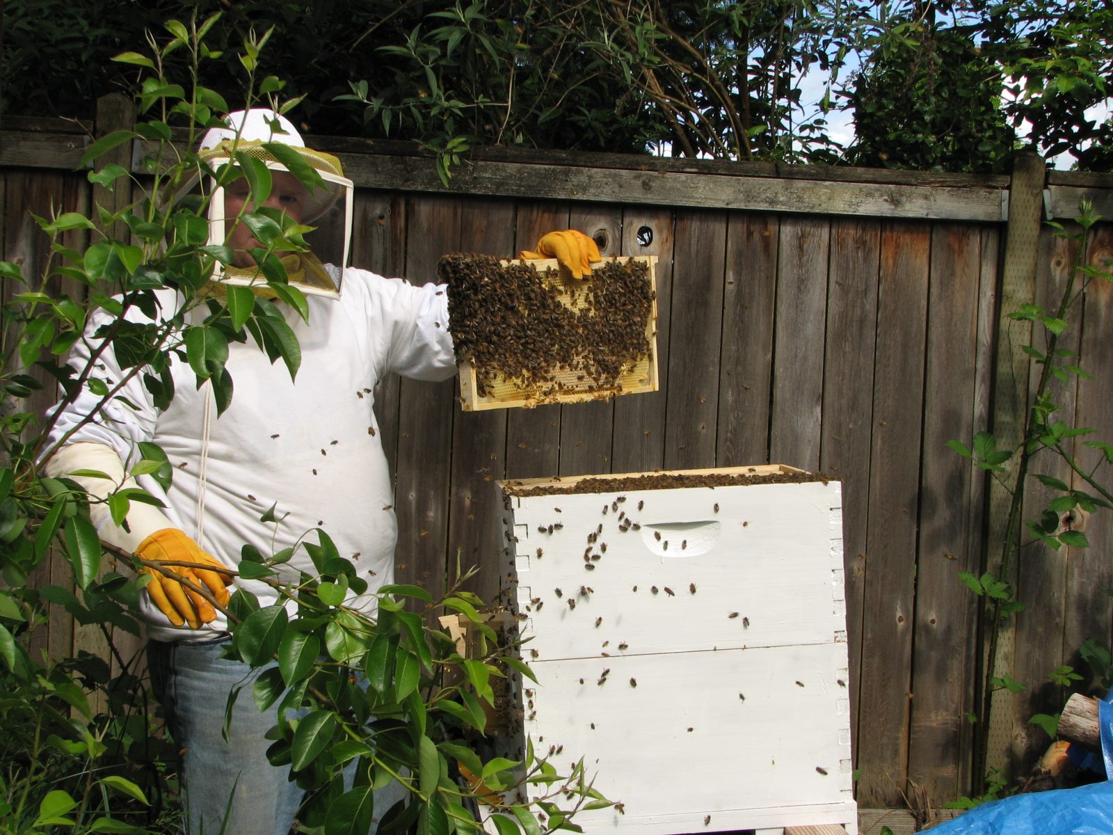 38_Five_pounds_of_honey