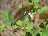 dragonfly_perch