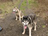 Puppies_pisgah