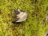 fungus_amongus